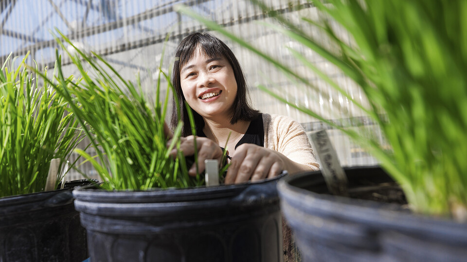 Jiujiu Yu smiles for a photo in a greenhouse near potted garlic chives. 