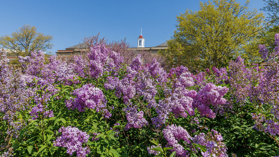 purple flowers bloom on the University of Nebraska-Lincoln campus