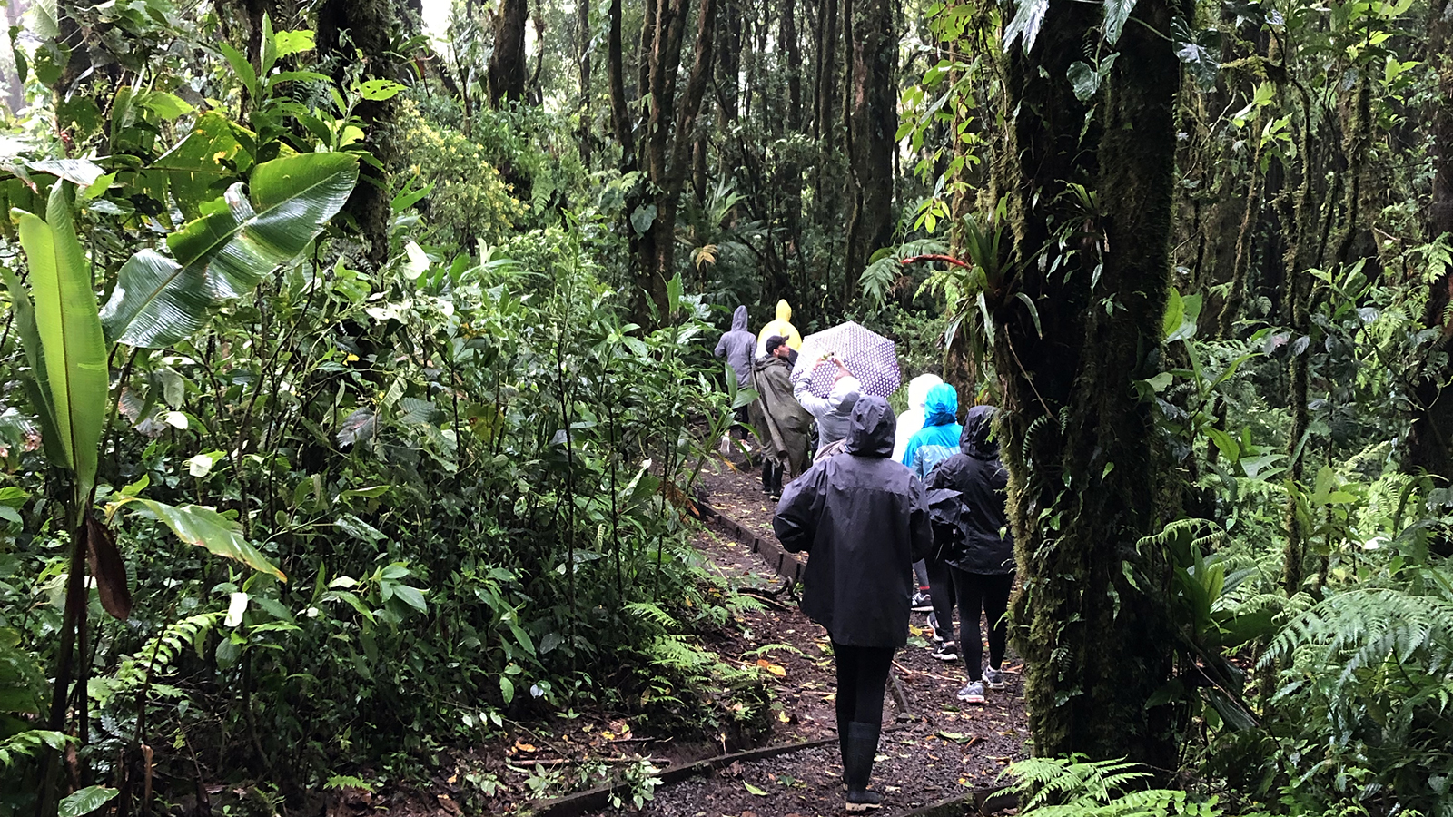 Husker students hike through the Cloud Forest in Costa Rica