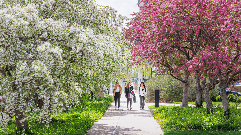 Three students walk on the sidewalk beneath blooming white and pink trees. 
