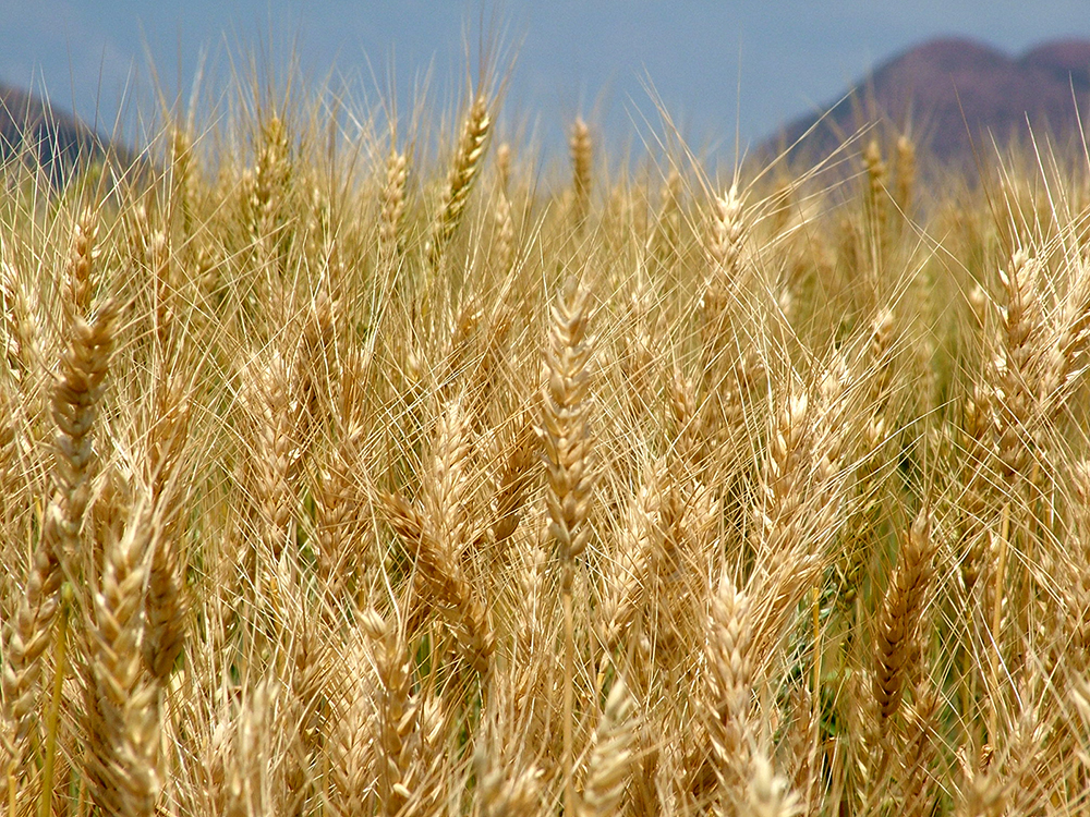Field of wheat underneath a blue sky.