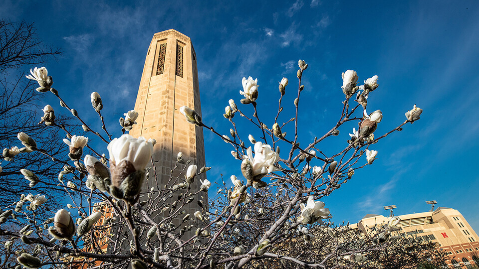 White flowers bloom in front of Mueller Tower on UNL City Campus.