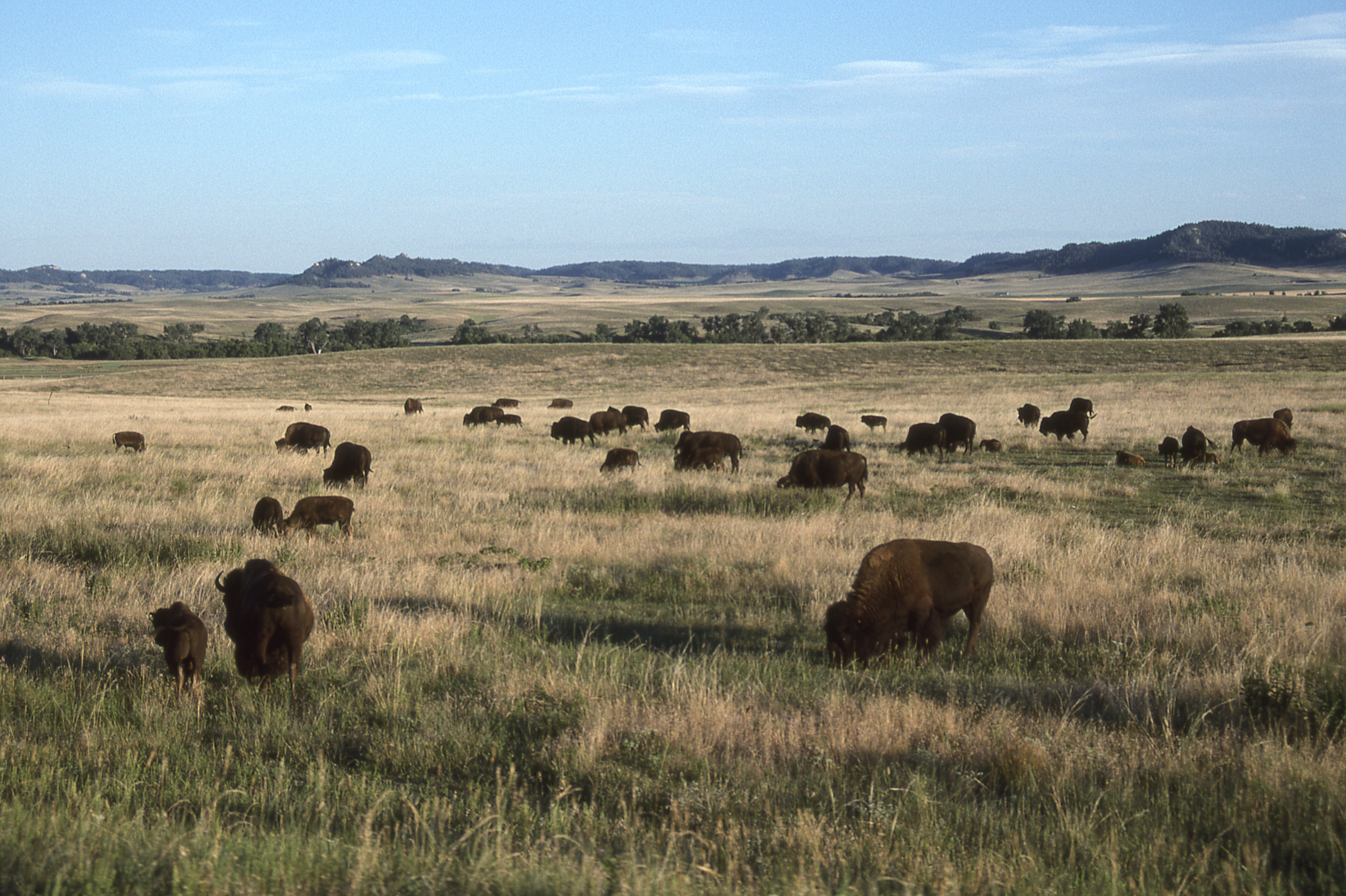 A herd of bison grazing across a wide field. Photo is taken in Fort Robinson, Nebraska.