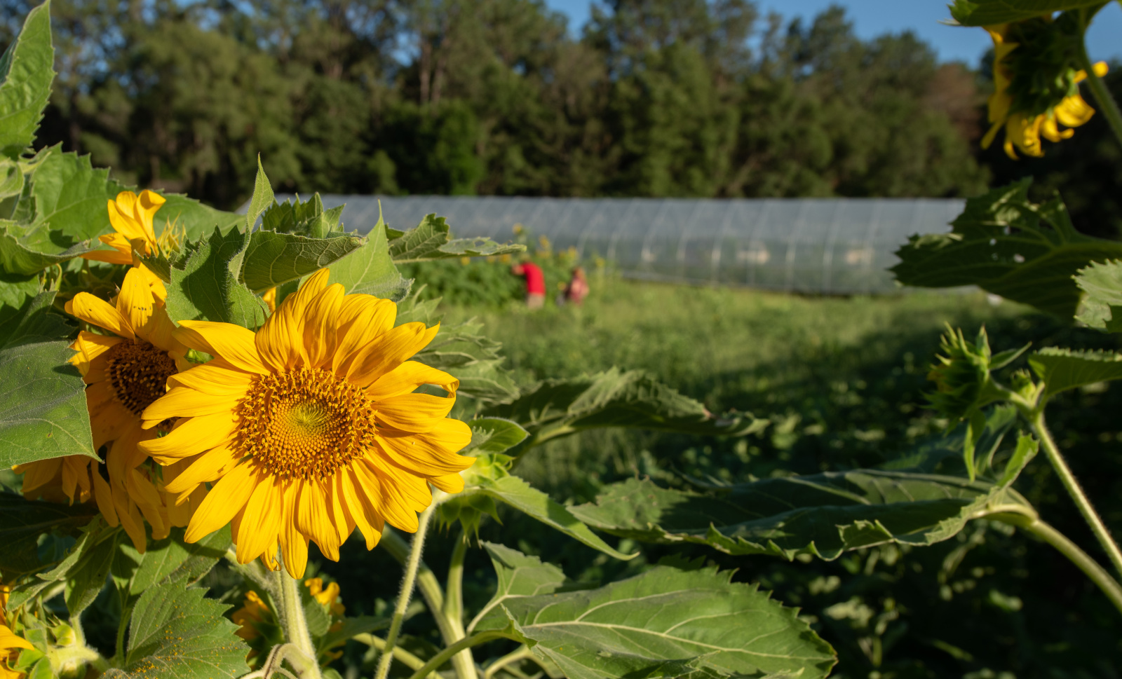 Sunflower in lab field