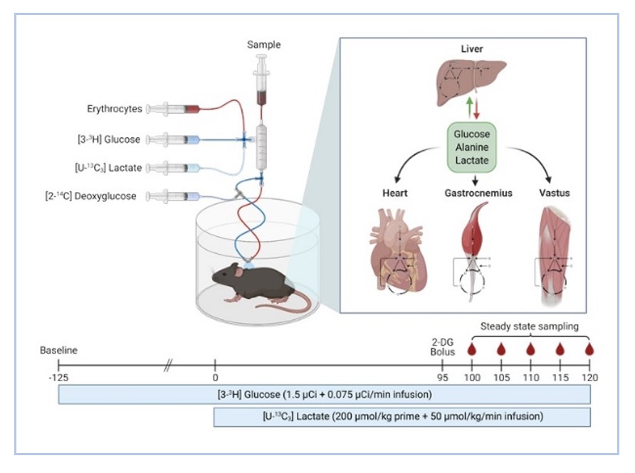 Protocol for multitissue MFA in conscious, unrestrained mice using a dual catheter system.