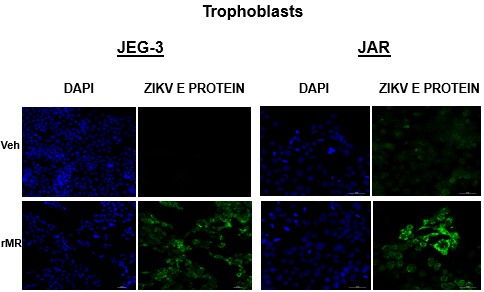 SN Trophoblasts
