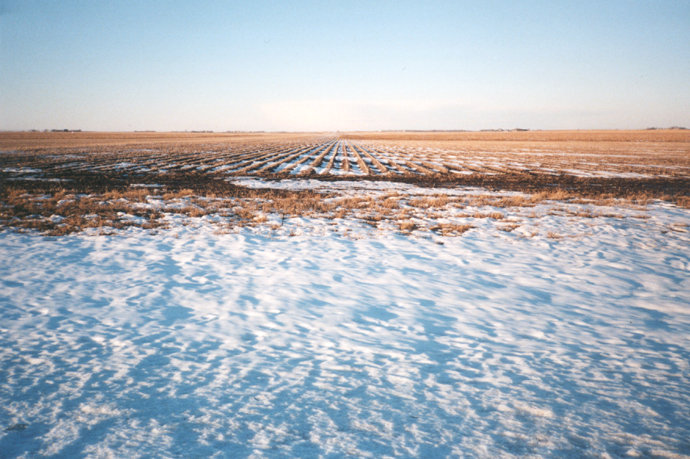 Winter Field