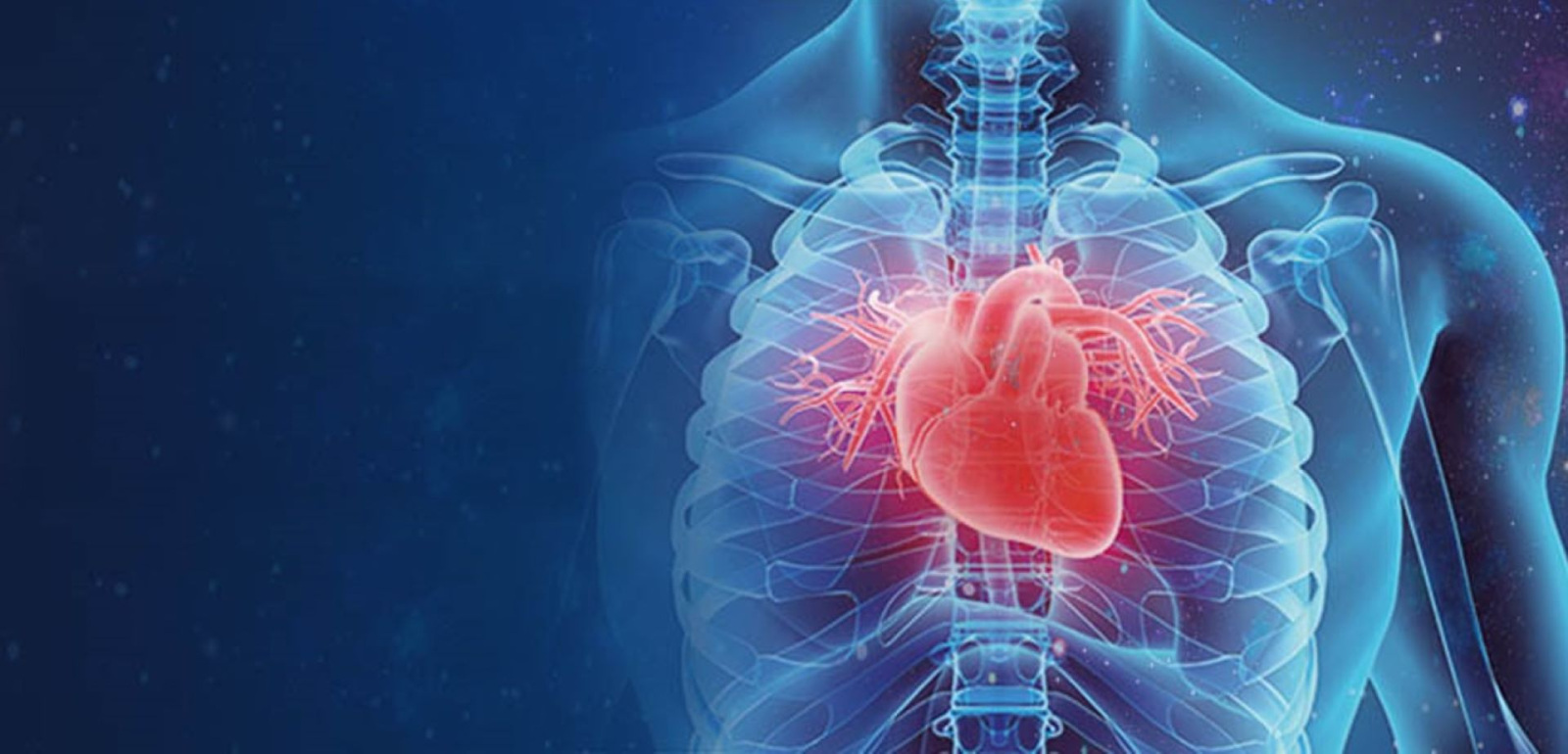 Diagram of heart colored red in body/ribcage in blue.