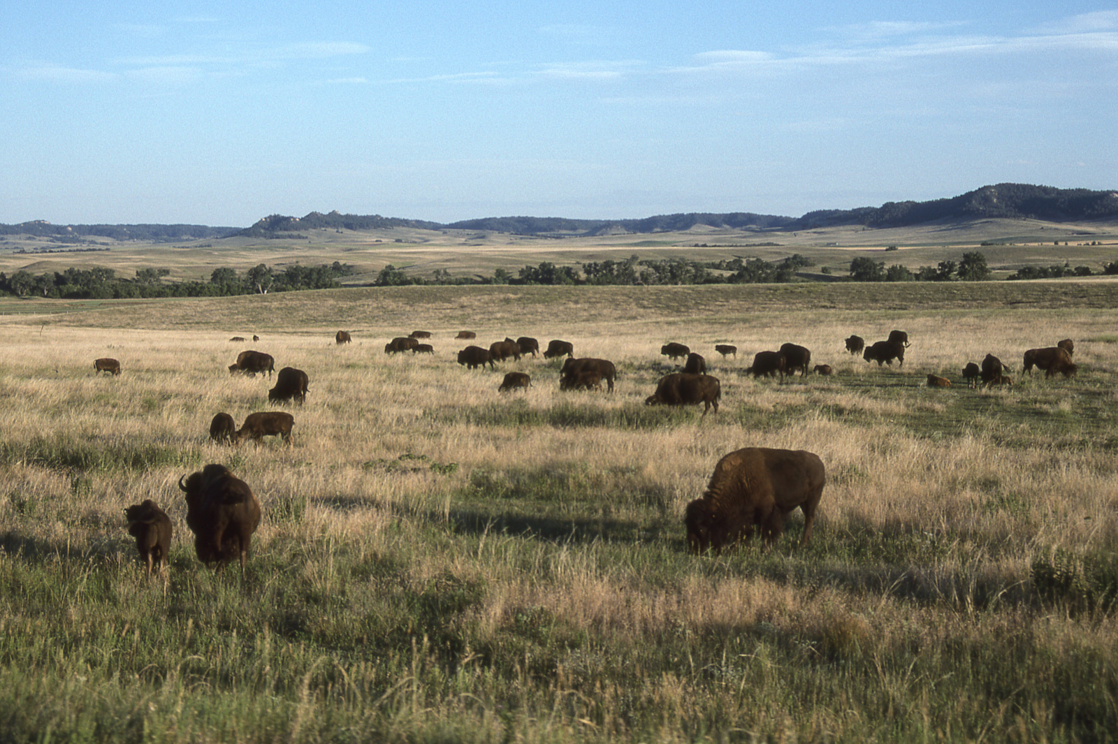 Buffalo on a plain.