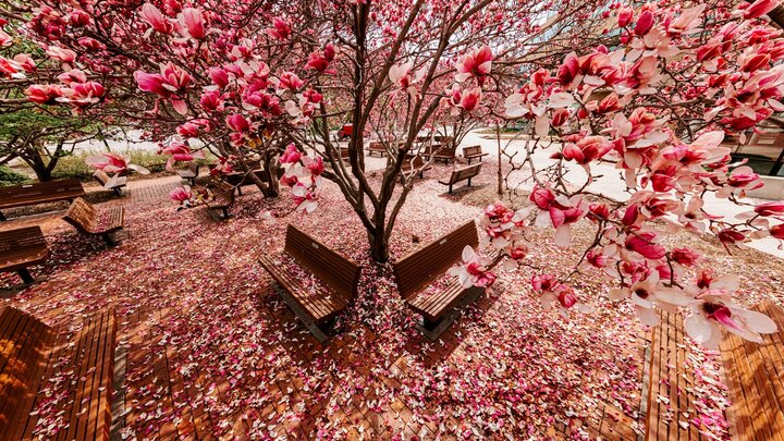 Spring on campus