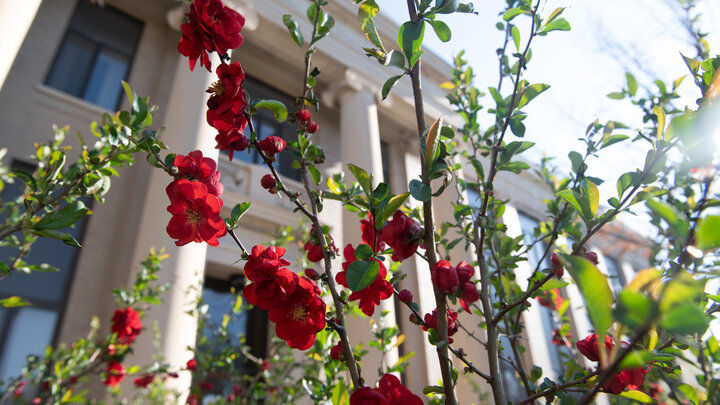 Campus flowers