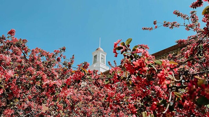 A bright pink tree blooms, with the top of the building in the background. 