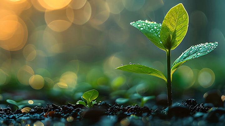 closeup of small plant with water droplets amid blurred background