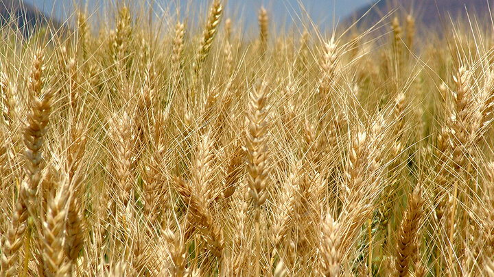 Field of wheat underneath a blue sky.