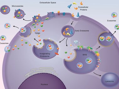 IV Lab 1.2