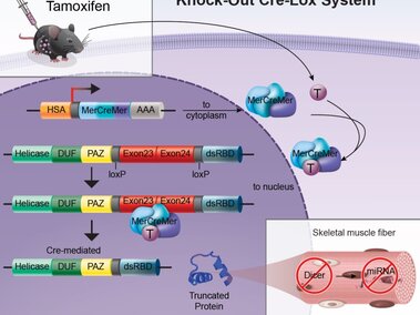 Tamoxifen-induced Cre-Lox system diagram showing protein activation and skeletal muscle fiber effects.