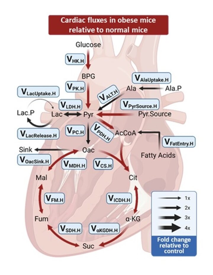 Flux map showing cardiac pathways modeled in obese mice. Red arrow indicates increased fluxes relative to normal animals.