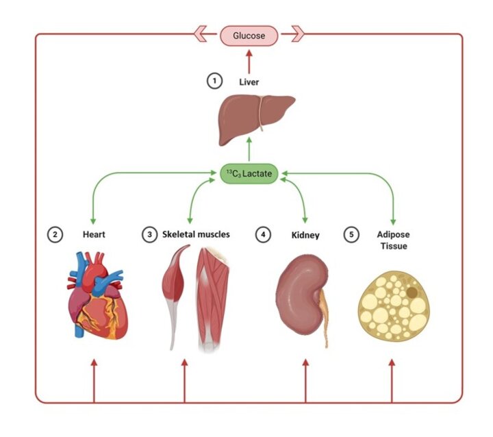 Simultaneous in vivo multi-organ fluxomics in obese mice.