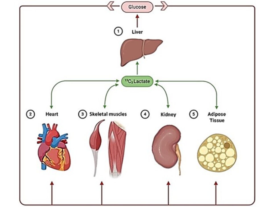 TB Simultaneous in vivo multi-organ fluxomics