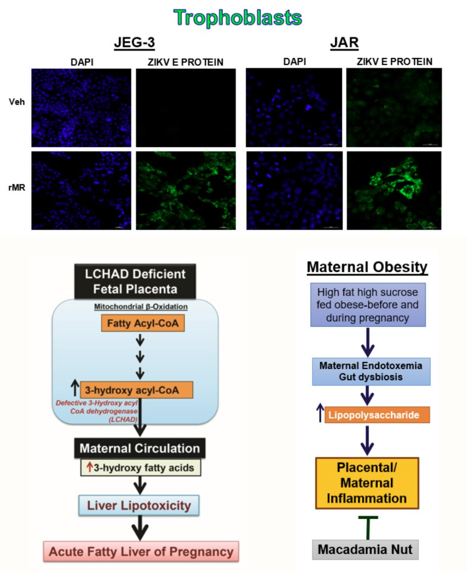 Trophoblasts Images